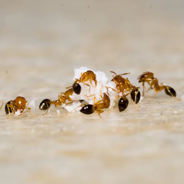 Prípravky proti mravcom blog4